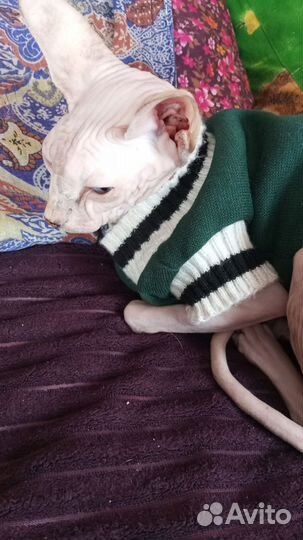 Сфинкс кошка