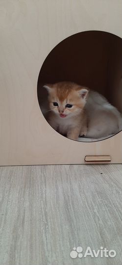 Шотландские котята шиншилла