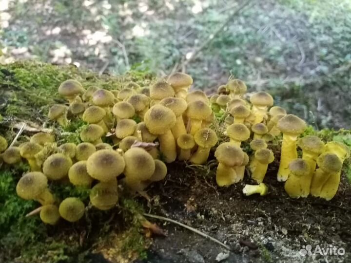 Опята маринованные