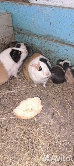 Продам морских свинок
