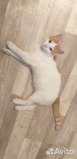 Котик ищет дом