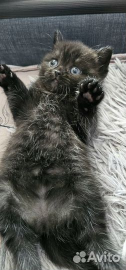 Шотландская