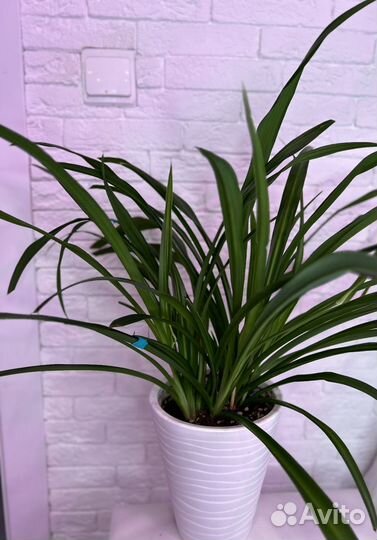 Хлорофитум