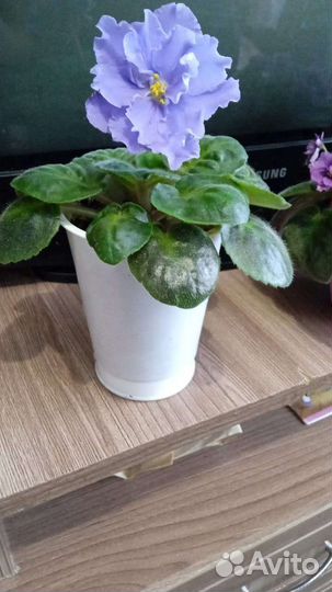 Цветущие фиалки продажа