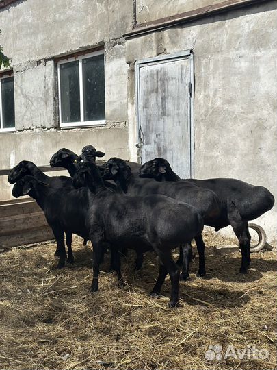 Баранчики на племя Эдильбай 2023г