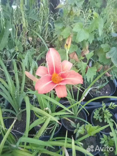 Саженцы лилейников