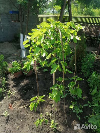 Щелковица черная