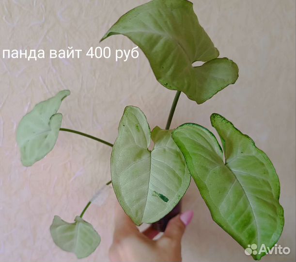 Сингониумы и другие