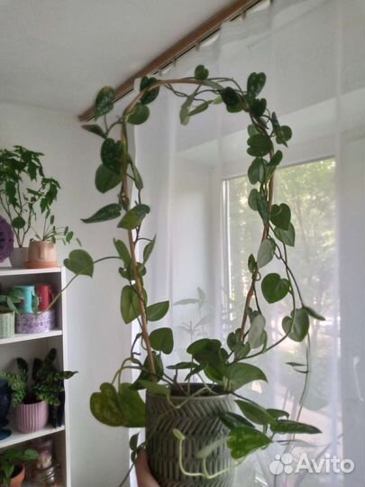 Сциндапсус пиктус