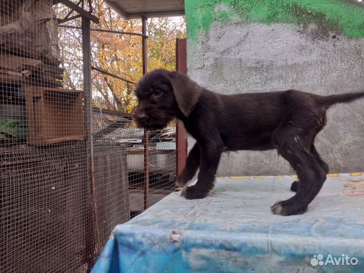 Щенки дратхаара