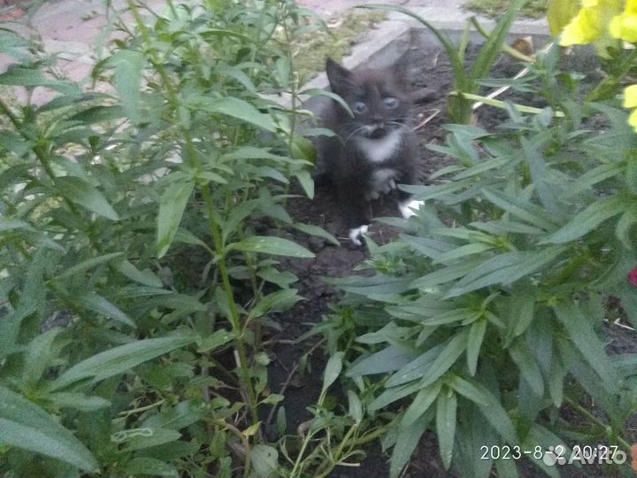 Котенок от Шотландской вислоухой кошки