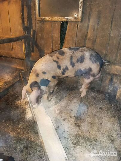Продам 2 хряков Дюрок 20000т-р второй 15000т-р