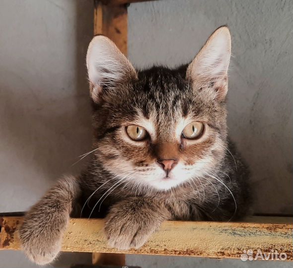 Котенок 3мес