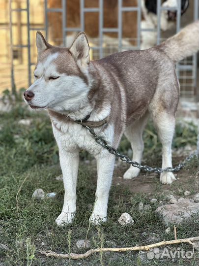 Собака в добрые руки Хаски