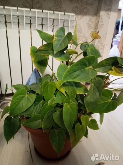 Комнатные цветы антуриум