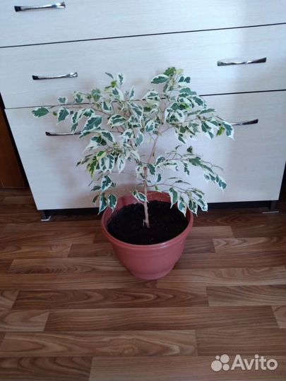 Фикус бенджамина пестролистный