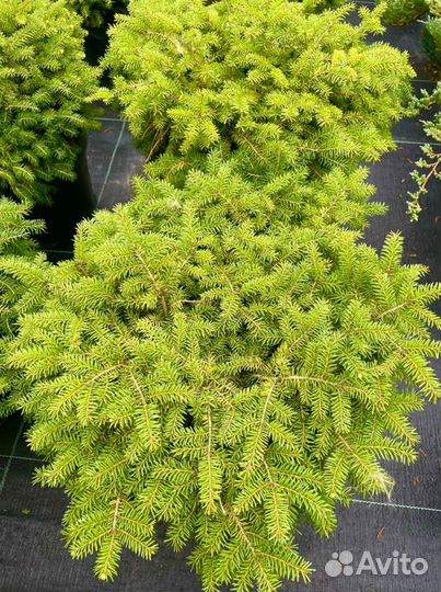 Туя Боулинг Болл,Ель подушка,разные растения