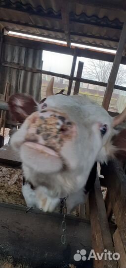 Телки на мясо