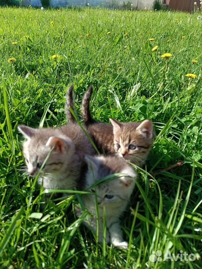 Котята в добрые руки мальчики 1 месяц