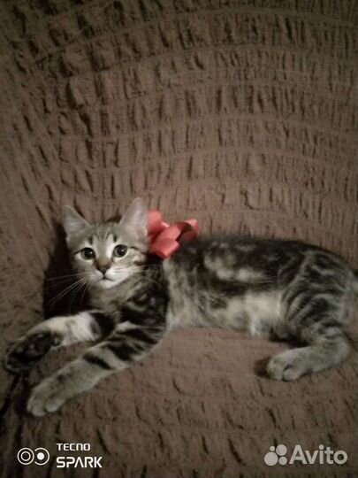 Кошка в дар