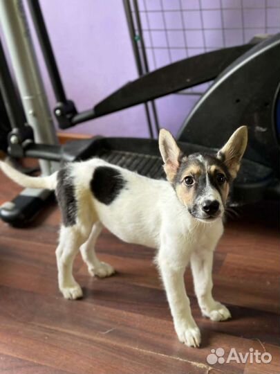 Щенки в добрые руки