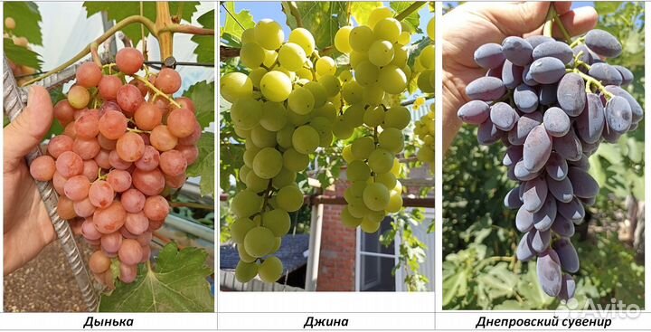 Черенки столового винограда, новые гф и сорта