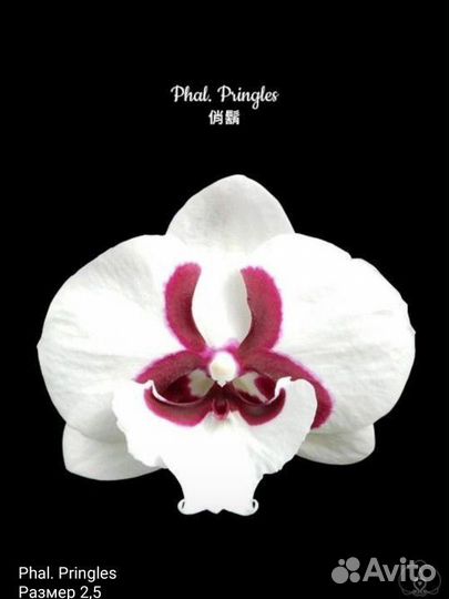 Орхидея фаленопсис Биг лип Pringles