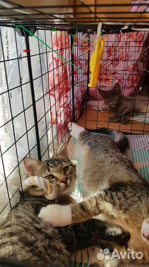 Котята в добрые руки