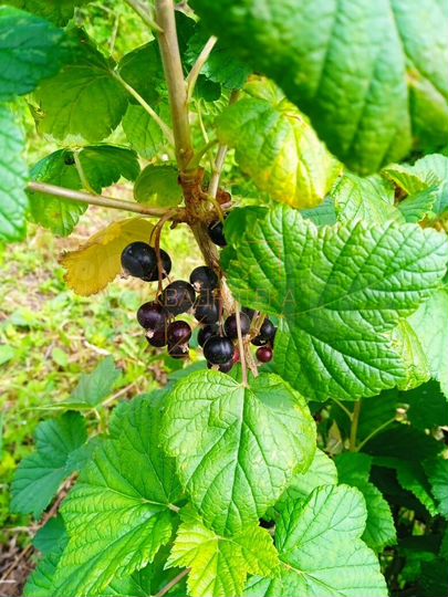 Дача 40 м² на участке 5 сот.