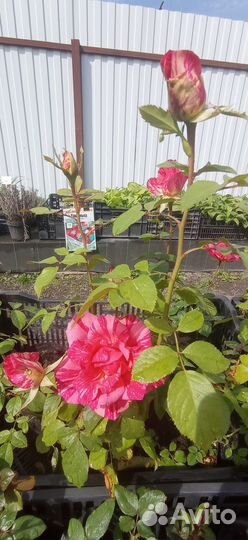 Саженцы акционных роз