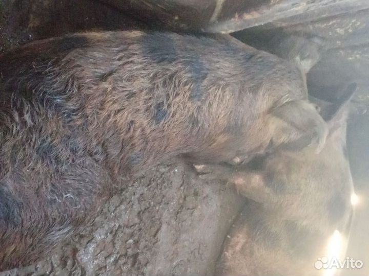 Поросята бронь