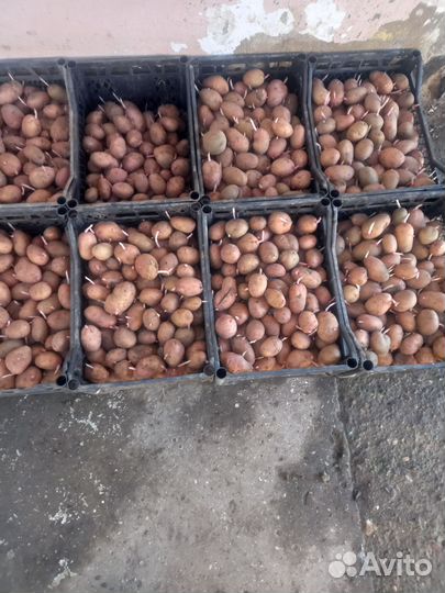 Семенной картофель Славянка