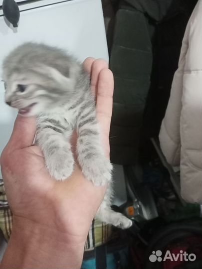 Бесплатно в дар