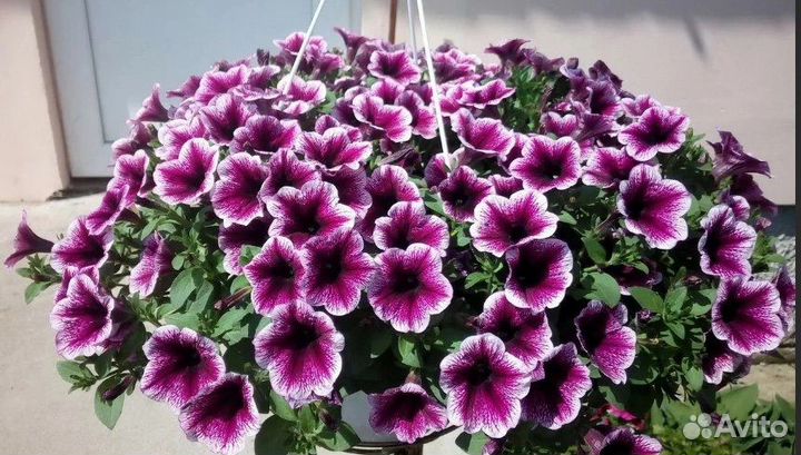 Черенки вегетативных цветов