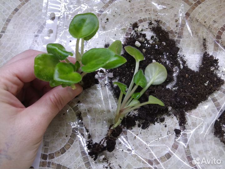 Комнатные растения цветы