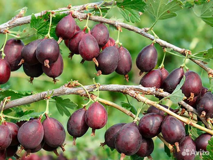 Саженцы бесшипного крыжовника