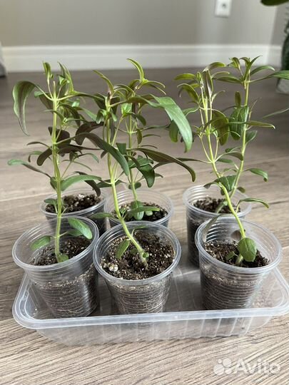 Антурринум (львиный зев) Биотехника