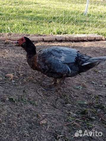 Селезни индоуток, петух