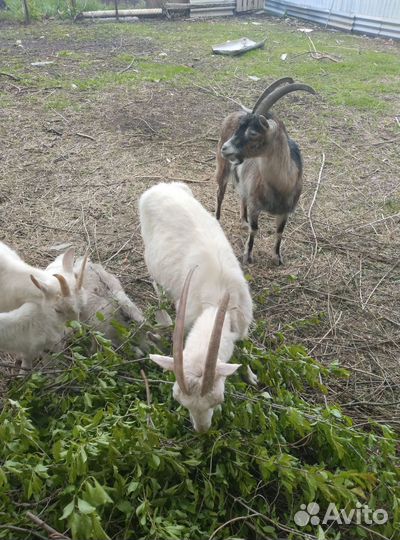 Зааненские козы и Козлята