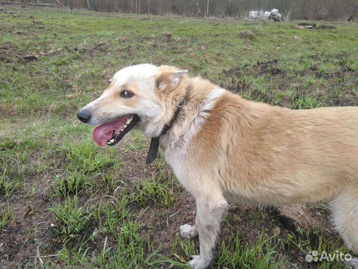 Собака в добрые руки