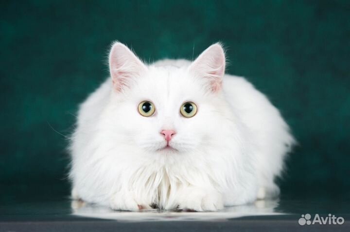 Белоснежный котенок Сахарок ищет дом