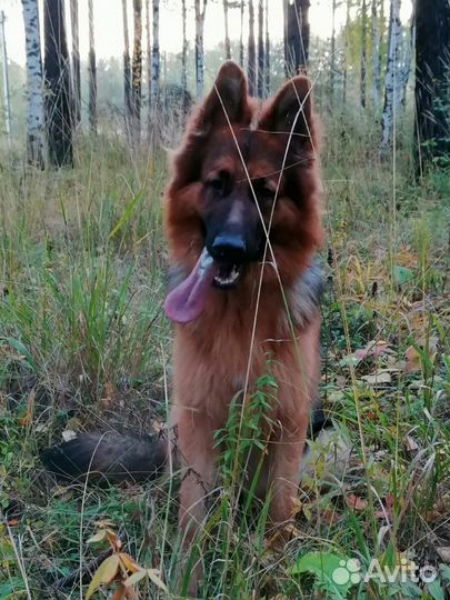 Дрессировка собак