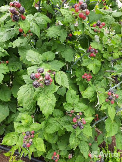 Черная малина