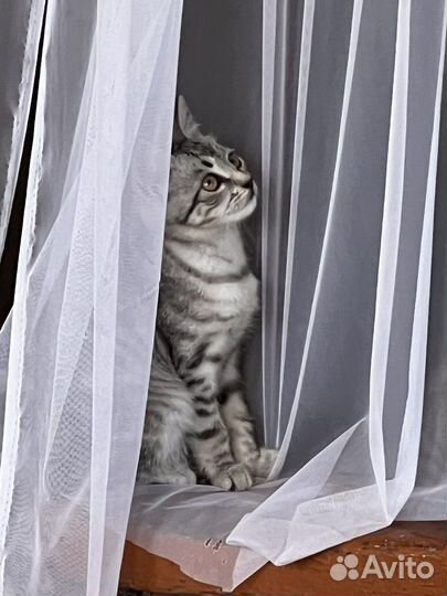 Котята от британца