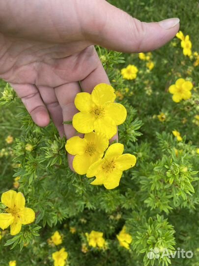 Лапчатка желтая