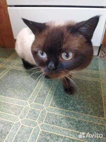 Котята британцы