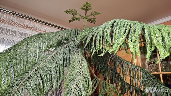 Большое растение араукарии