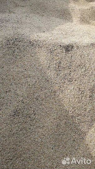 Зерно ячмень