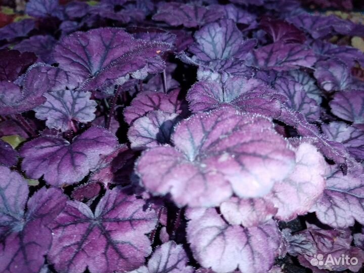 Гейхеры гейхереллы тиареллы в кассете