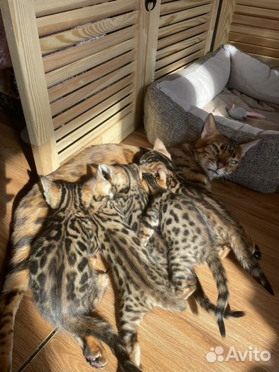 Бенгальские котята